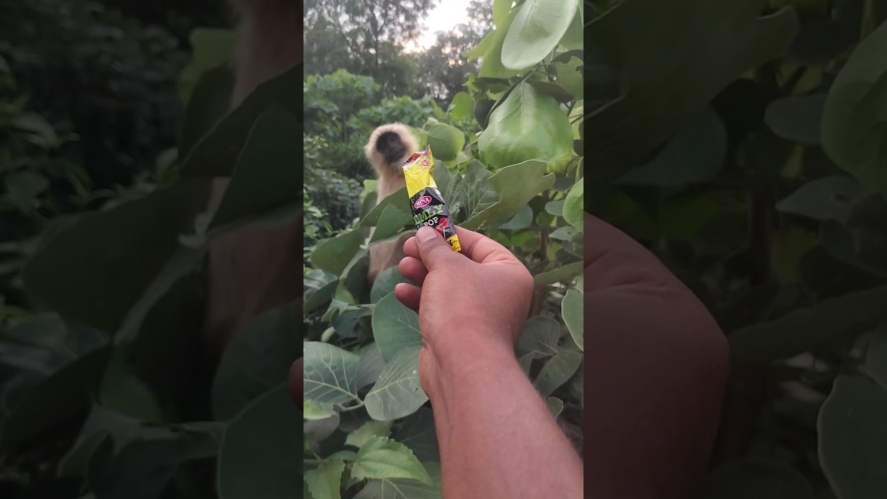 Imly pop #monkey #shorts