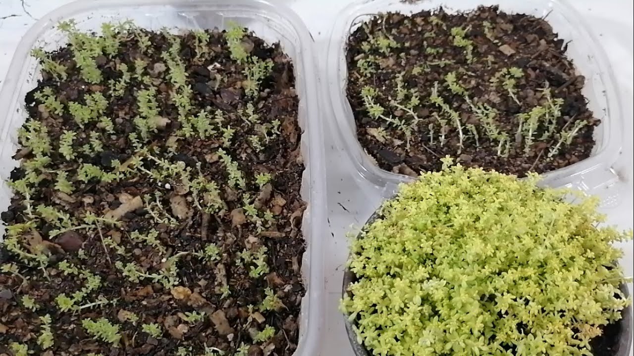Suculentas Sedum Tokio sun reproducción donsuculento