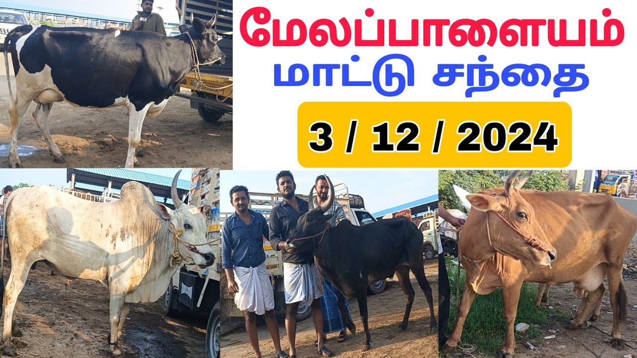 3 / 12 / 2024 / மேலப்பாளையம் மாட்டு சந்தை /Melapalayam Cow Market #மாடு #மாட்டுசந்தை #cow #cowmarket