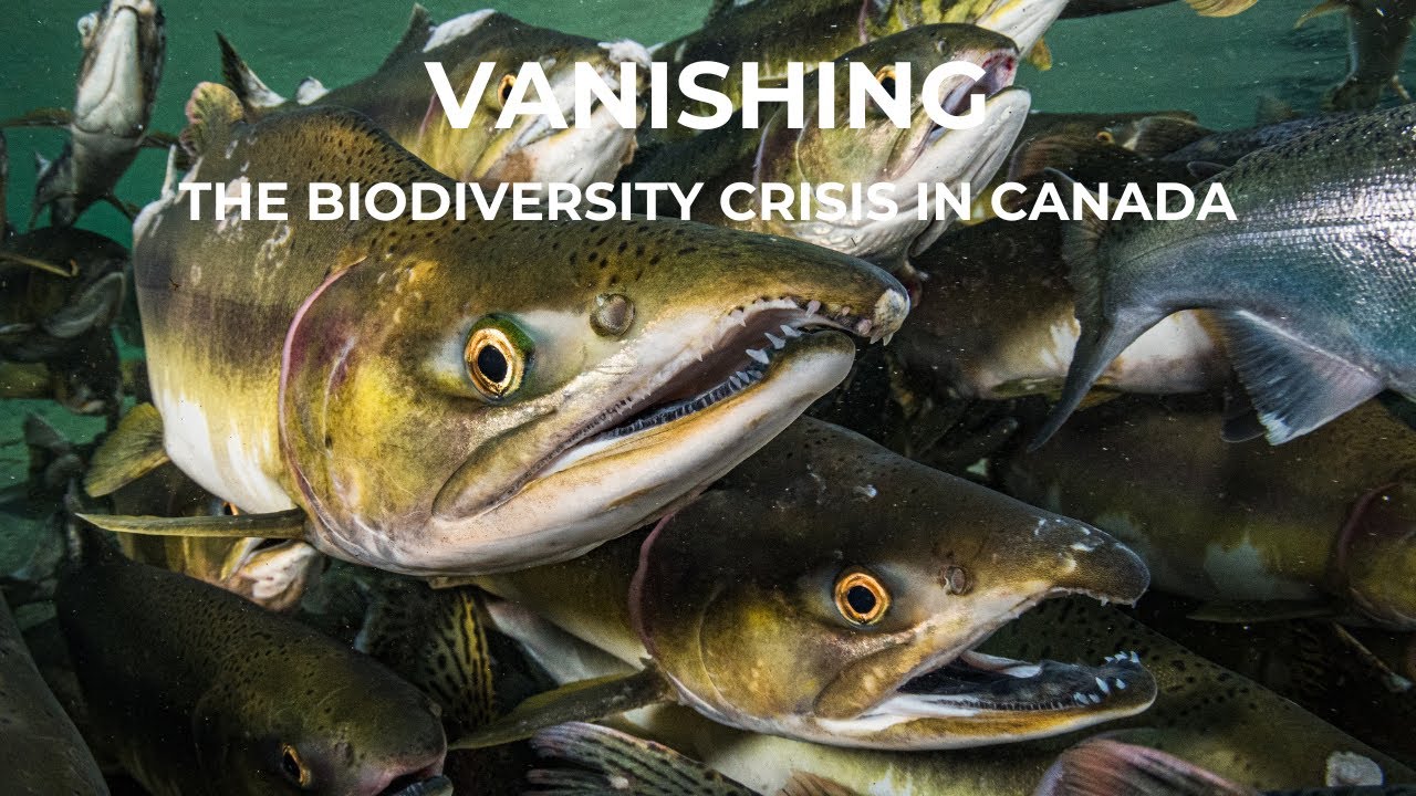 Vanishing: The Biodiversity Crisis in Canada - Full Video