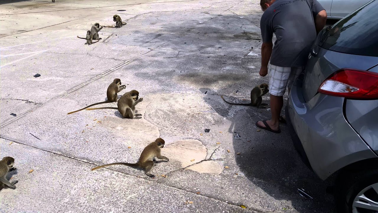 Fort Lauderdale monkeys