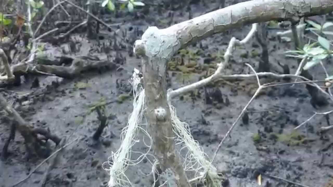 Pesca de Caranguejo . Parte 2