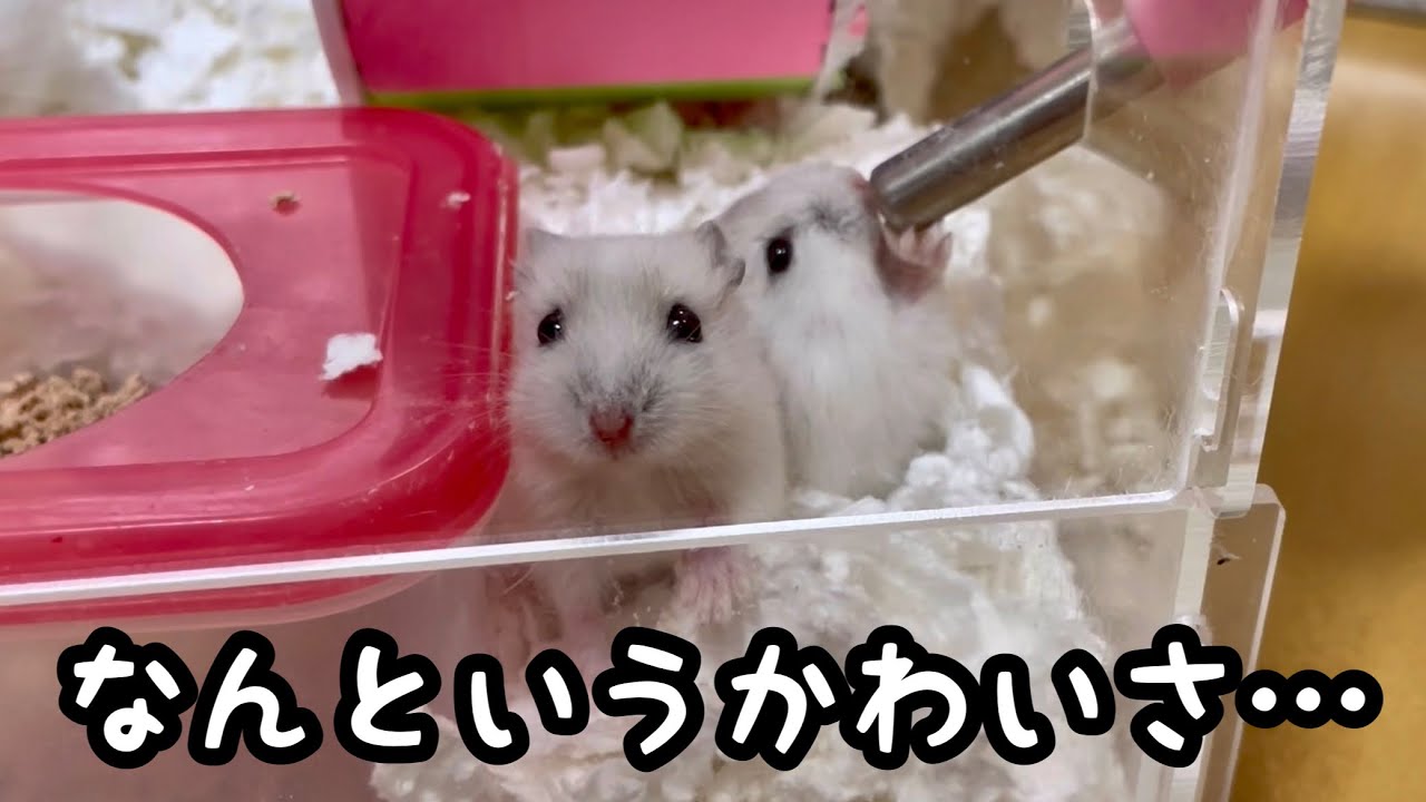 この時期のハムスターが一番かわいいのではないか