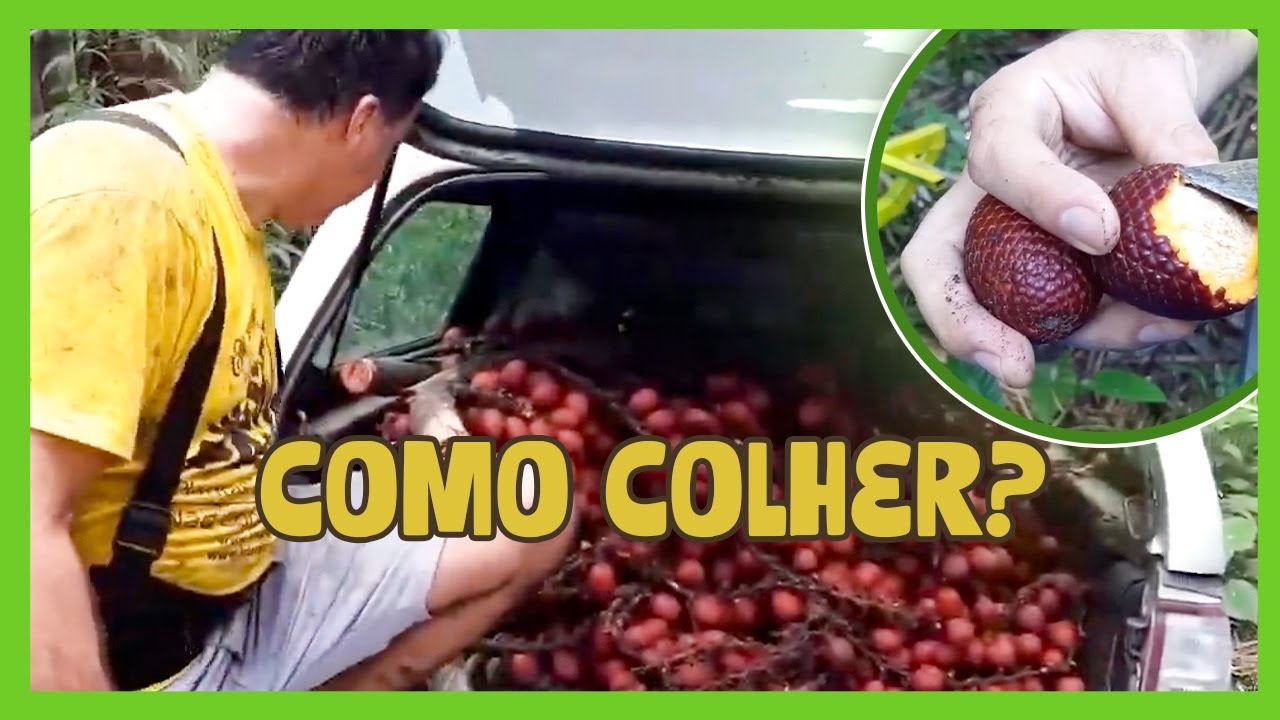 BURITI: A PALMEIRA MAIS NUTRITIVA DO BRASIL!