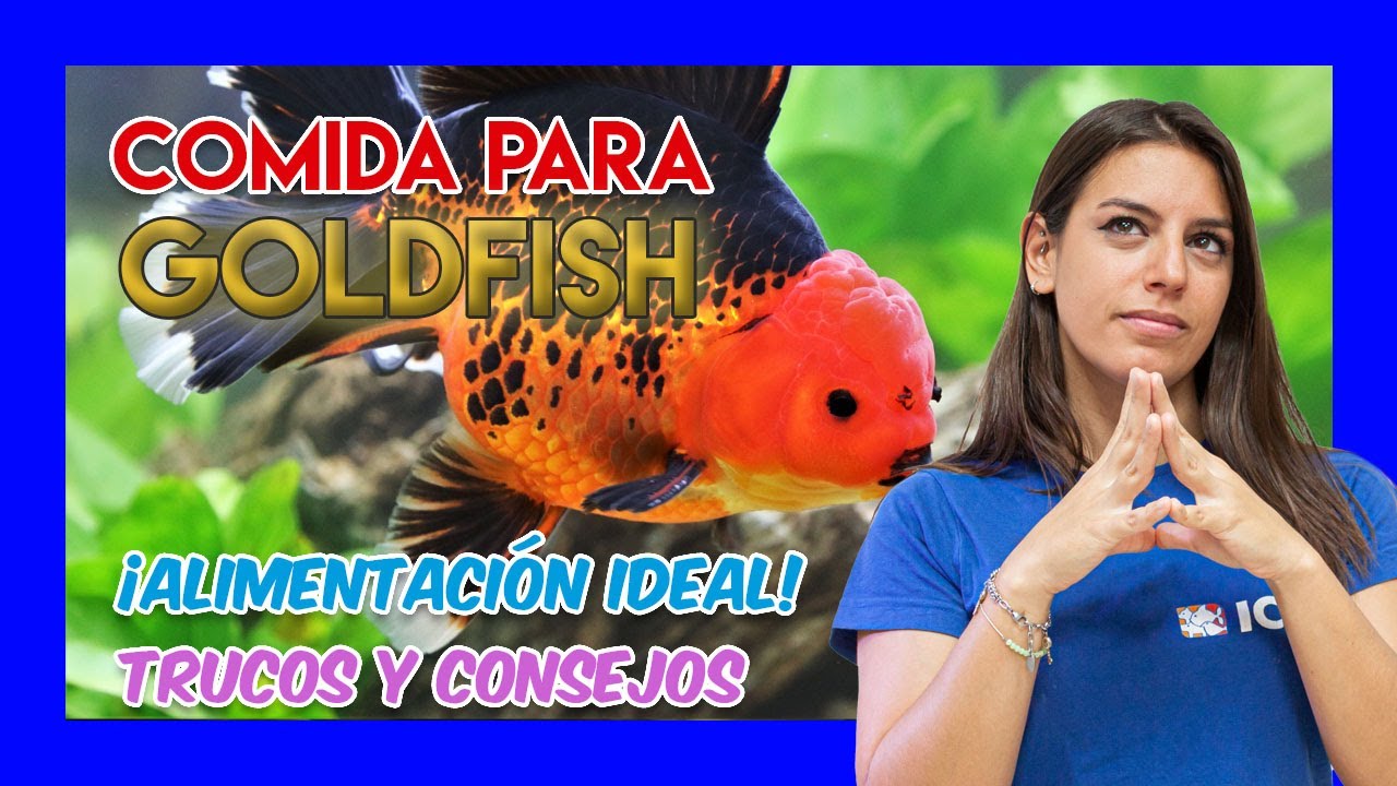 Alimentaci&oacute;n IDEAL para GOLDFISH 🐟- C&oacute;mo alimentarlos correctamente