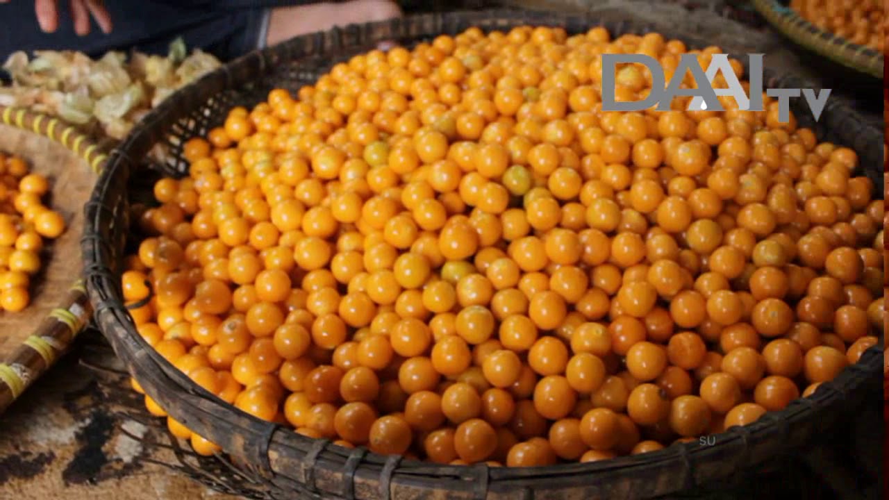 Ciplukan Buah Lokal