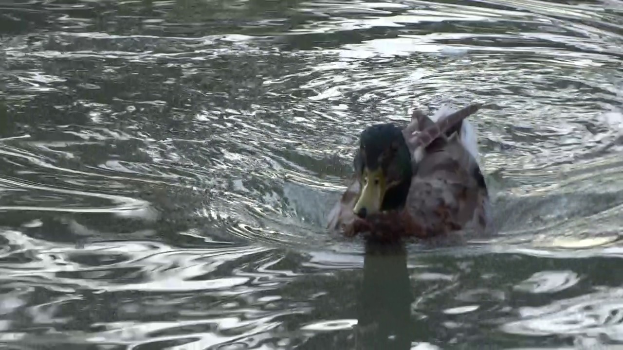 dabbling duck 1
