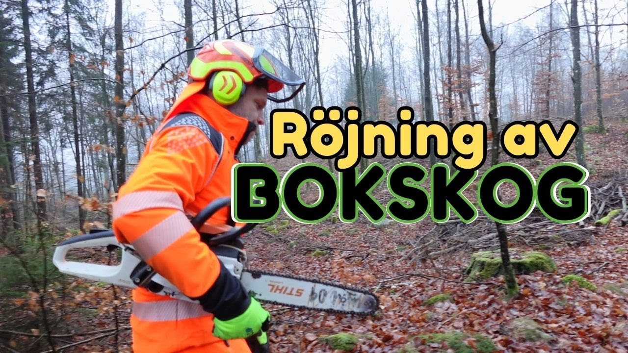 60% I BIDRAG NÄR DU RÖJER DIN BOKSKOG! Allt du behöver veta om röjning av bokskog!