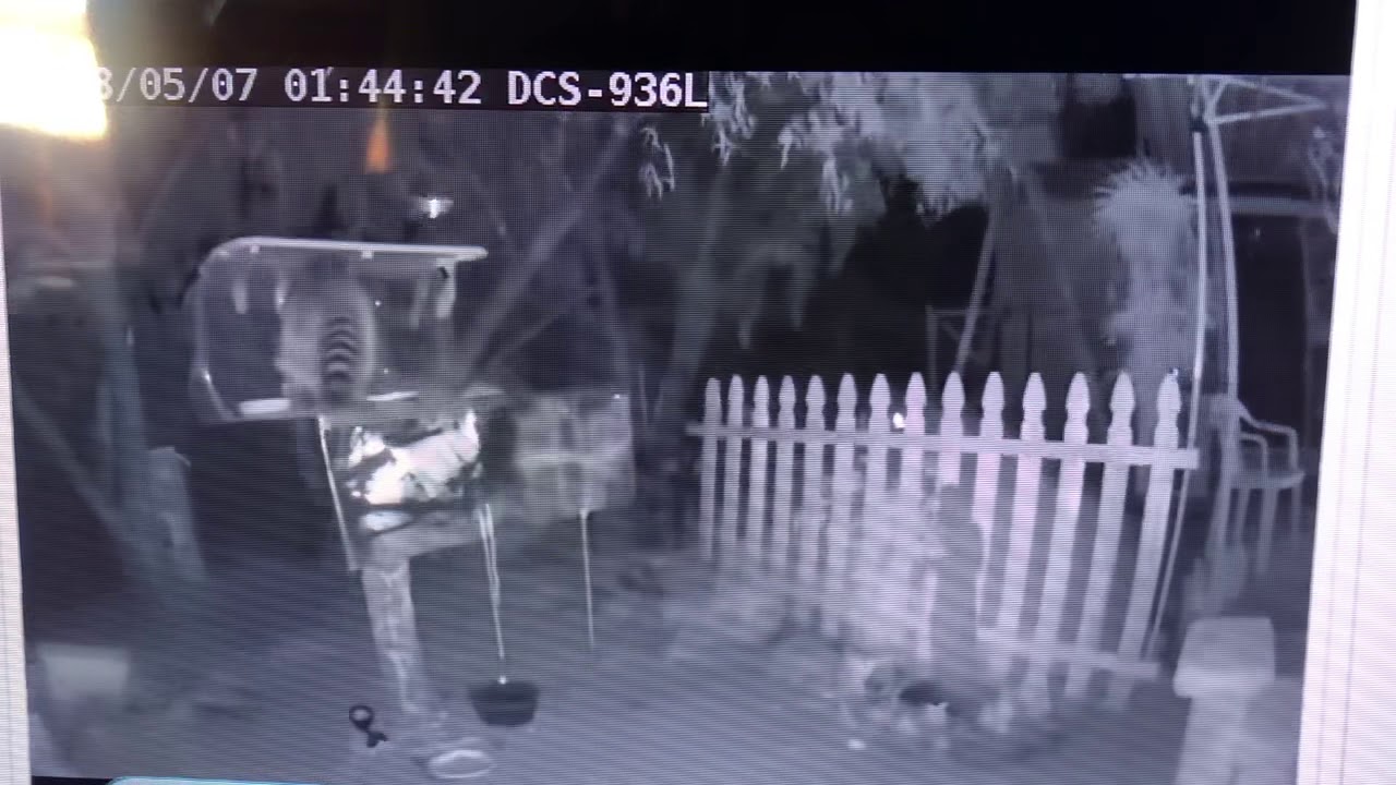 Raccoon proof feral cat feeding table: Ninja Raccoon, skunks and a snake!
