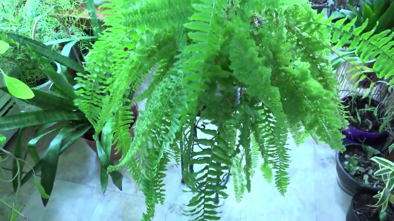 Hermoso Helecho Boston Variegado