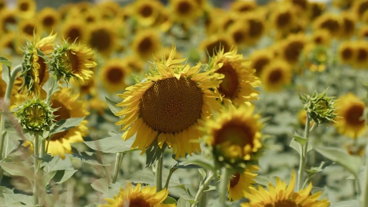 Beautiful Sunflower in a Sunny Field | Emotional Nature Cinematic 🌻☀️