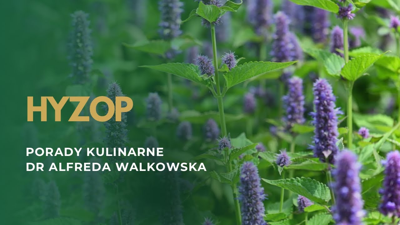 Hyzop | Porady Kulinarne dr Alfredy Walkowskiej | Radio Maryja