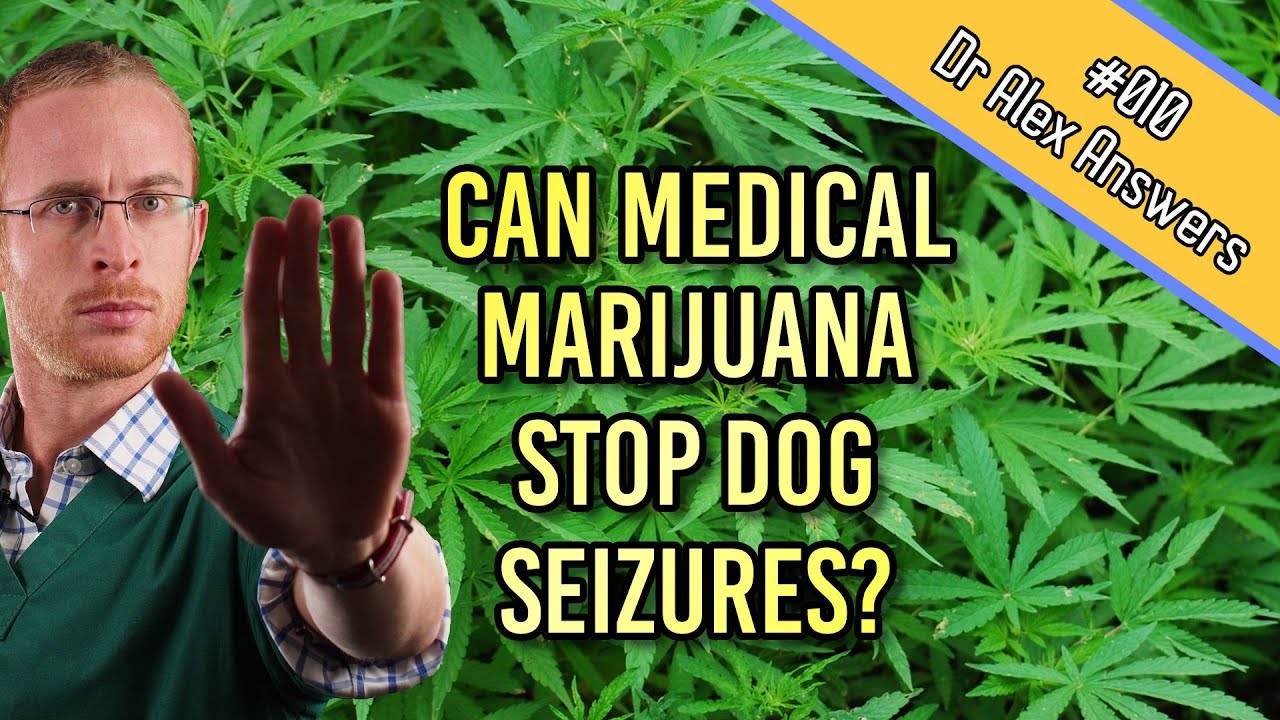 Does Medical Marijuana Cure Seizures in Dogs? - Dog Health Vet Advice