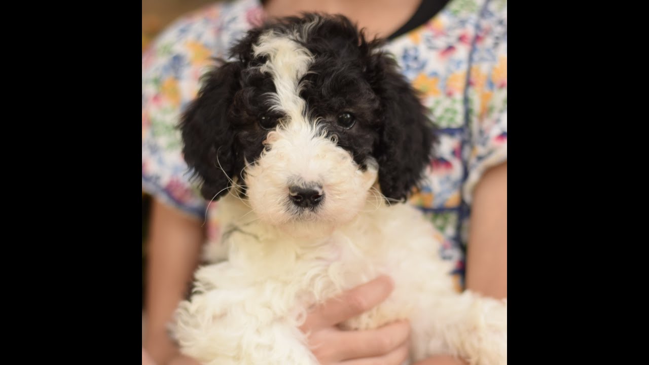 Playful Parti Poodle Puppies! Meet Petosky, Grant and Holland!