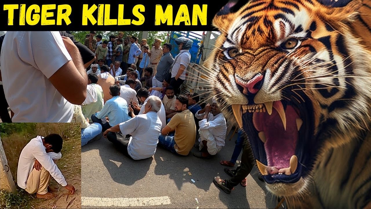 Tiger kills man in Ranthambore | Villagers block highway with dead body | Tiger Attack