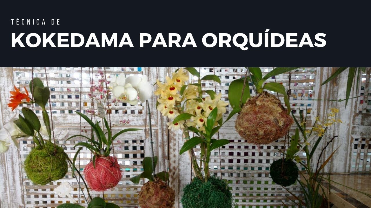 Técnica de kokedama para orquídeas | Melhores dicas de cultivo para orquídeas