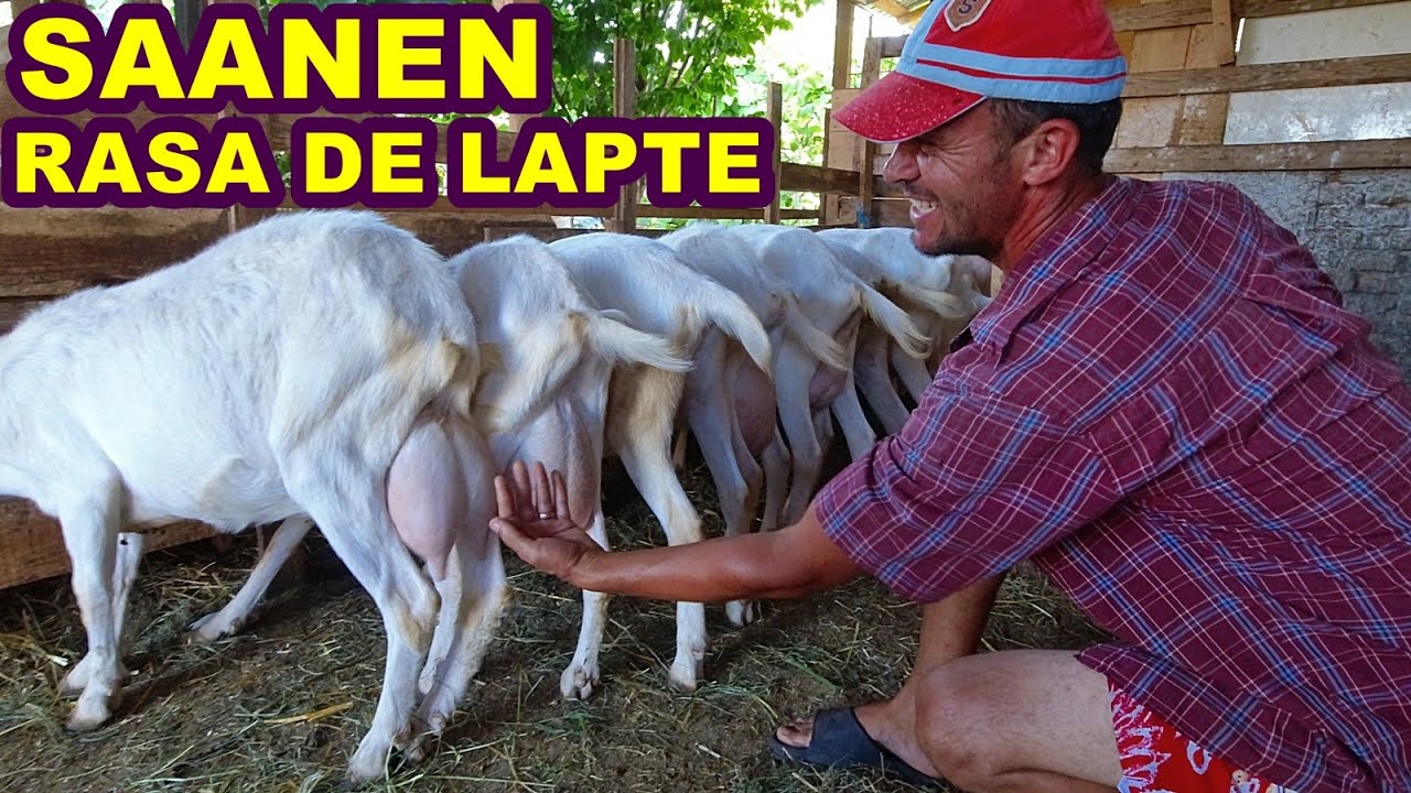 CEA MAI TARE  RASA DE CAPRE IN PRODUCTIA DE LAPTE - SAANEN LA MARIUS DOLETE,JILAVELE,JUD.IALOMITA