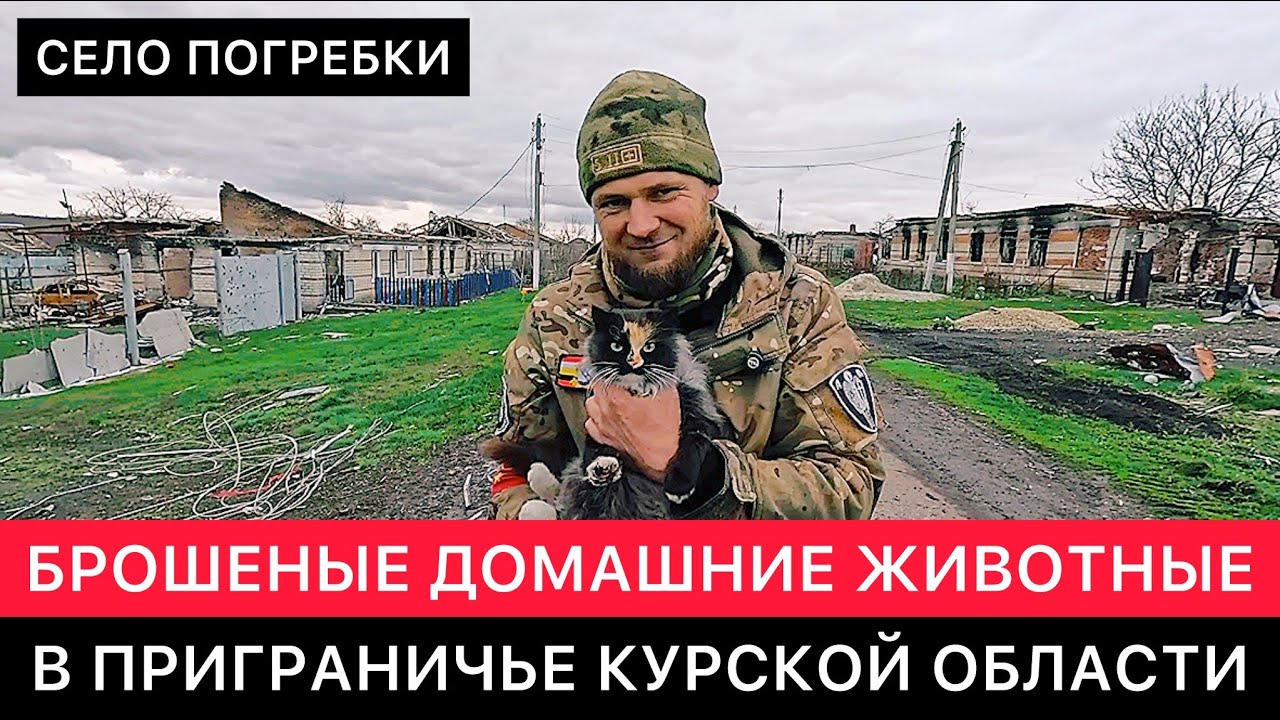 БРОШЕННЫЕ ДОМАШНИЕ ЖИВОТНЫЕ В ПРИГРАНИЧЬЕ КУРСКОЙ ОБЛАСТИ. СЕЛО ПОГРЕБКИ СЕГОДНЯ.