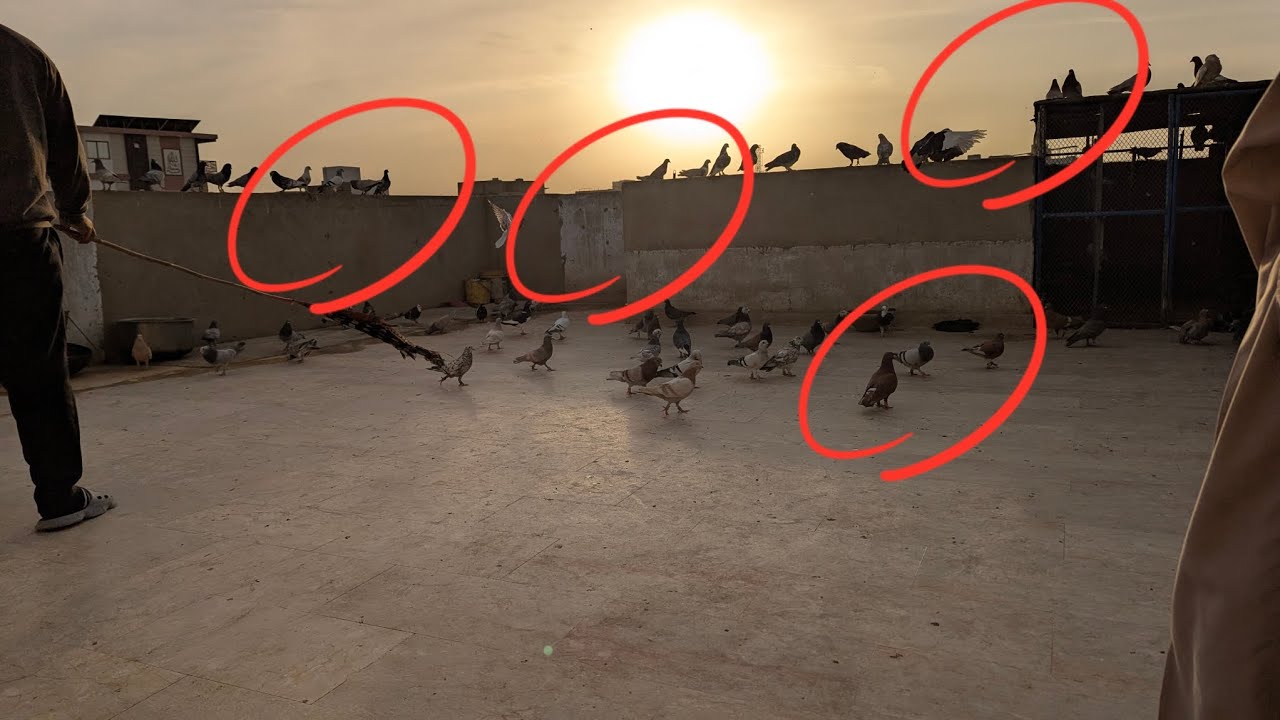 😱😱 new kabutar ka shook 🥳🥳🕊️🕊️🕊️