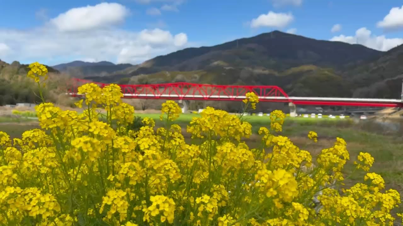 2026/03/04　生々橋下満開です！　赤橋下北四分咲き　畑の前（若宮）河川敷の菜の花畑　その７　〜愛媛県大洲市〜
