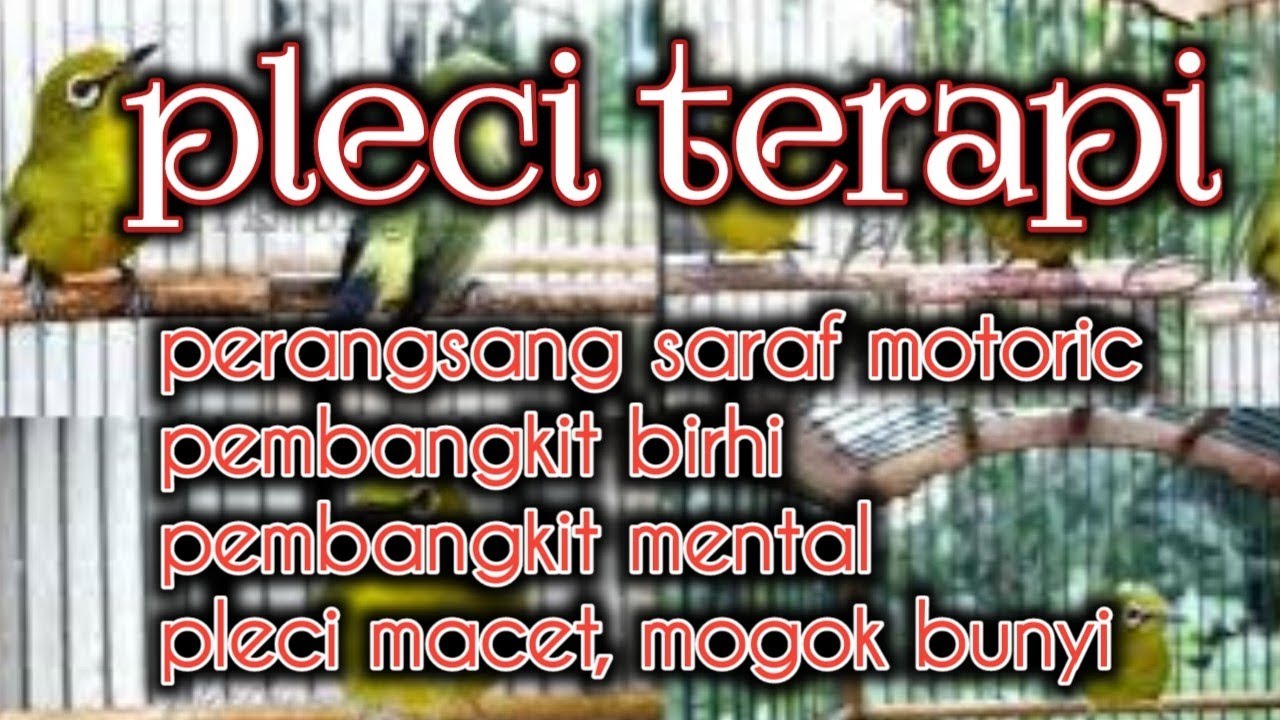 Pancingan Super gila,Pemicu burung Pleci cepat bukpar ngerol nembak materi