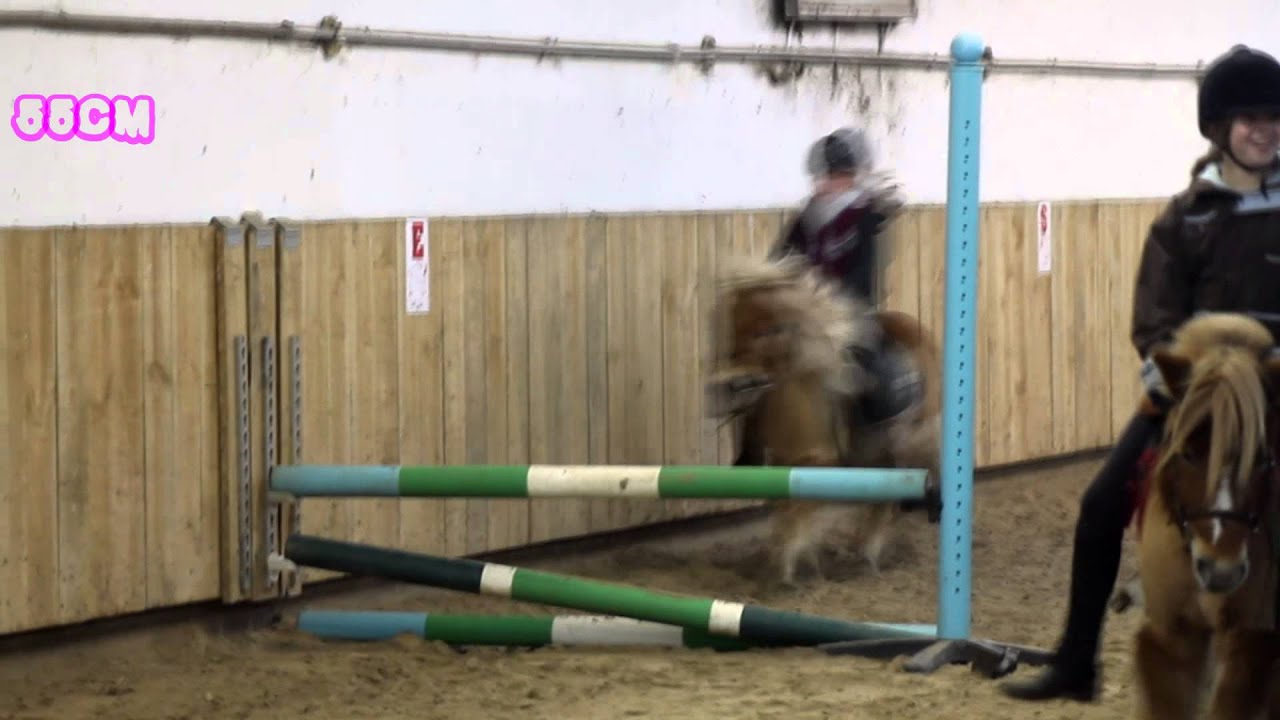 Puissance à shetland | Cours poney.