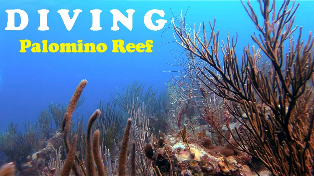 Diving Palomino Reef Fajardo, Puerto Rico