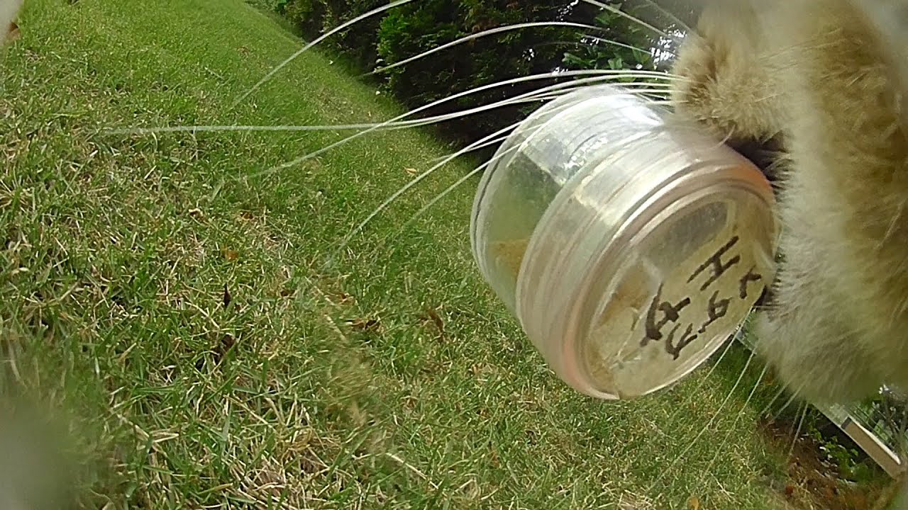 猫は普段外で何をしているのか？　カメラを持たせて外に放してみた。