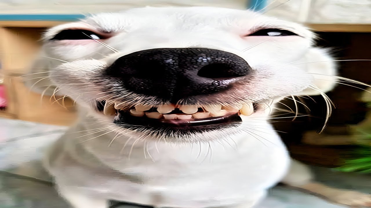 try not to laugh | dogs edition