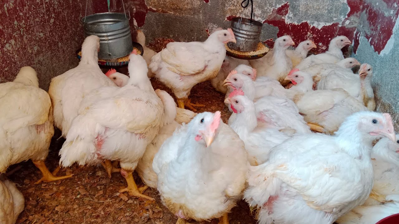 اليوم ٣٩ للفراخ🐓الدورة عدت على خير اوزان عالية رغم الجو والفيروسات المنتشرة الله المستعان ☝️