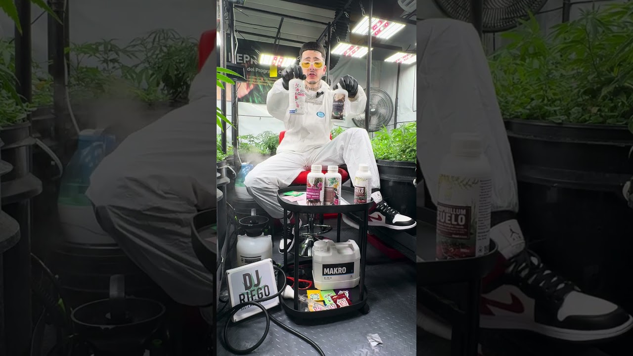 Nos acompa&ntilde;a ecomambo en esta aventura medicinal abordando un cultivo de terapia genial!!!