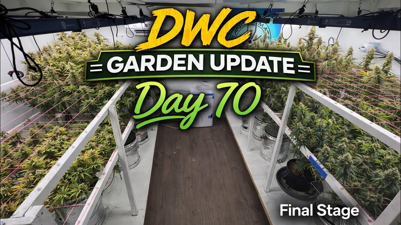 Day 70 in the DWC Garden | Final Stage Update