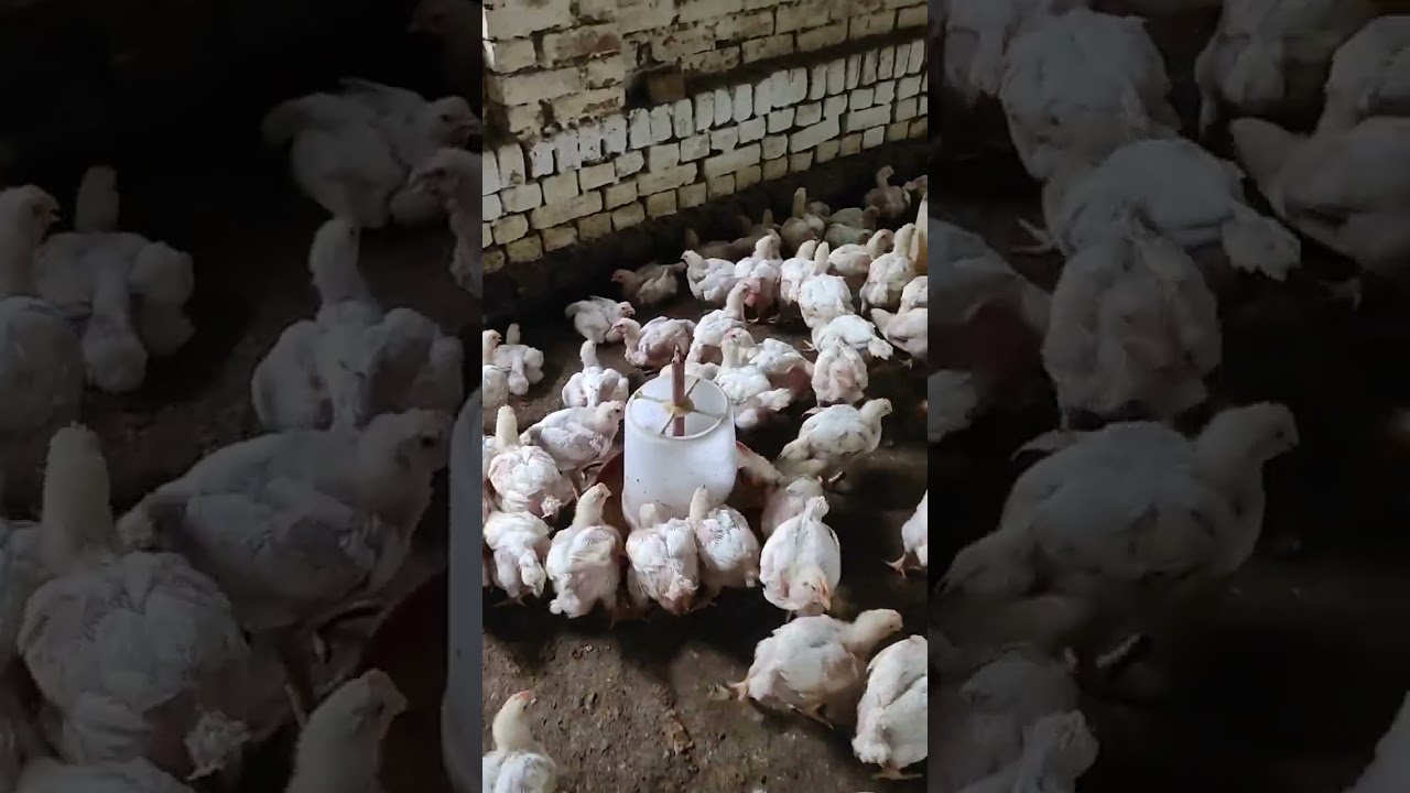 29 days old broiler chickens