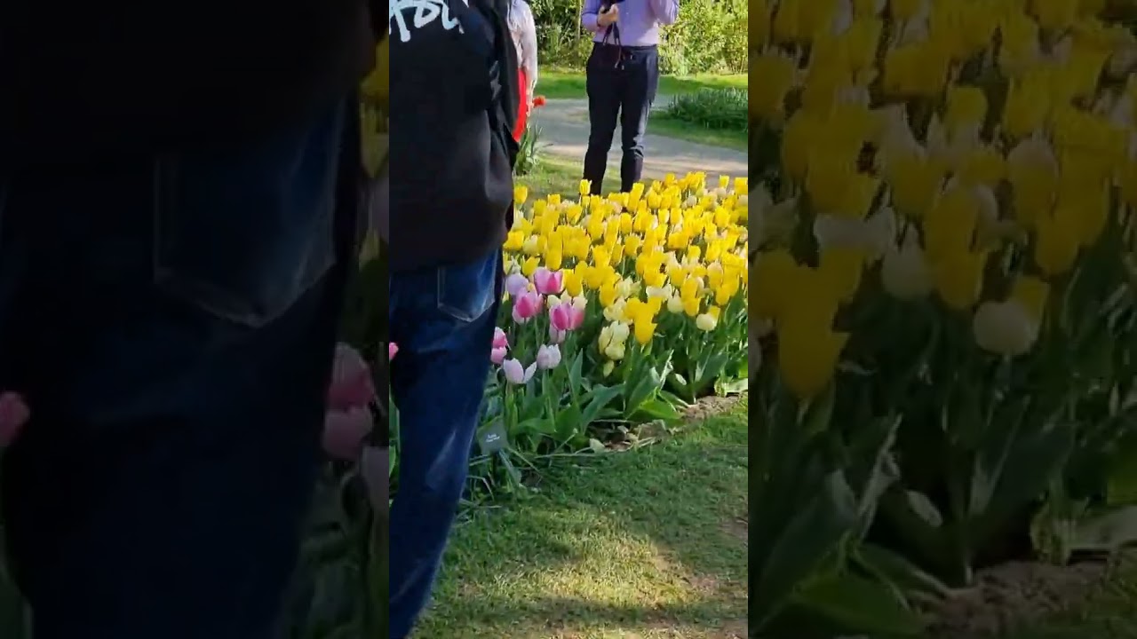 #niederlande # Tulpenpark