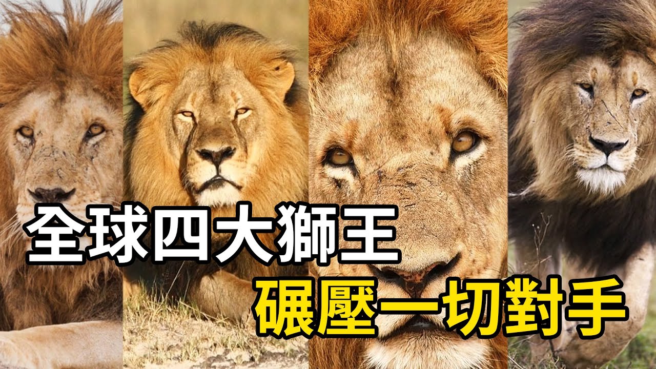 四大傳奇獅王，以強悍武力，統治草原無敵手！ #nature #wildlife #animal