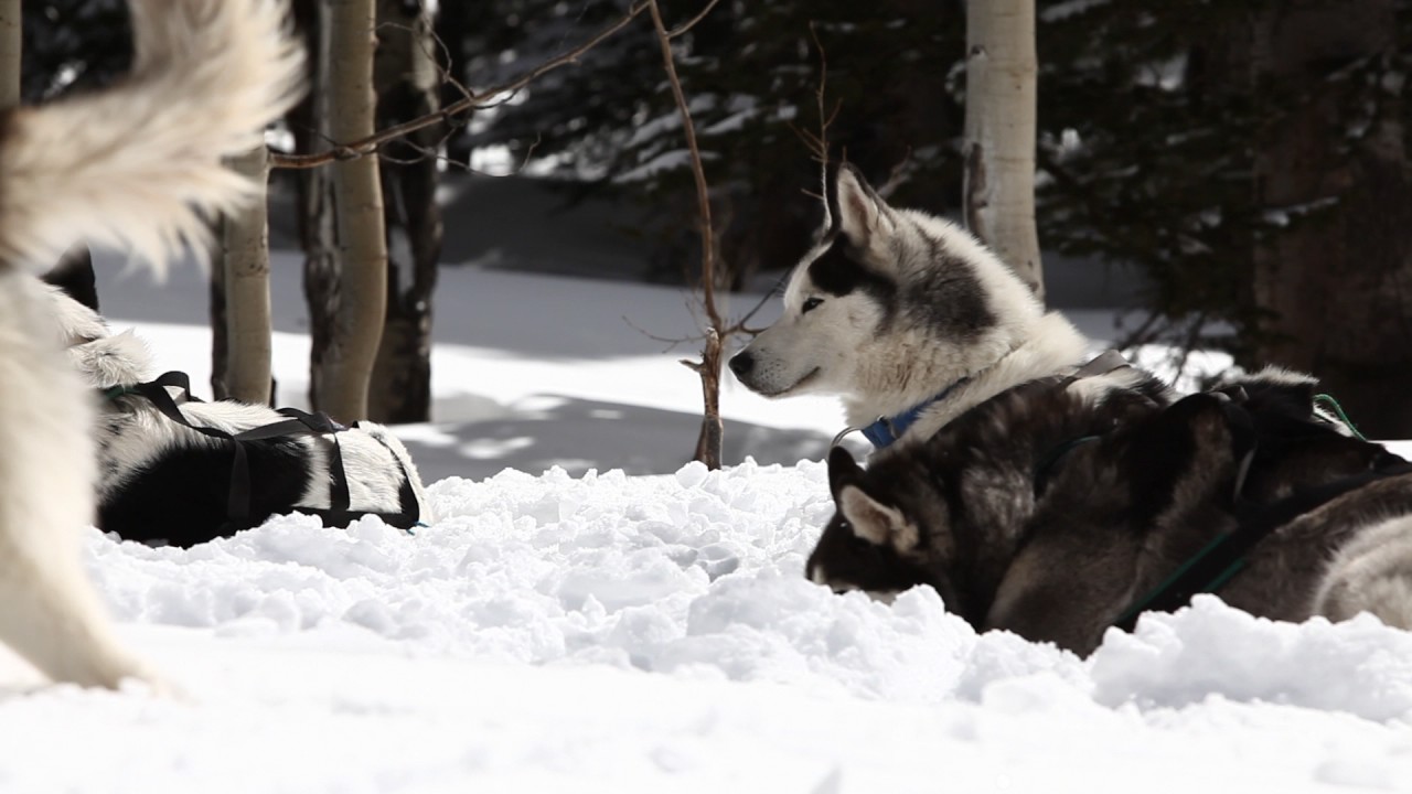 Rescue Runners: Snow Buddy Dog Sledding