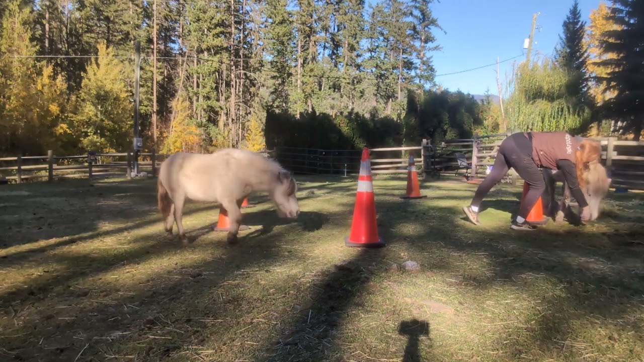 1st session Clicker Training Odin and Fionn together | At Liberty HippoLogic Rectangle