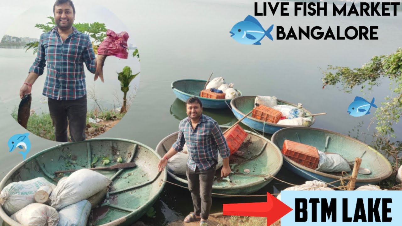 Live Fish In Bangalore | Live Fish In BTM Lake | Madiwala fresh fish Market |