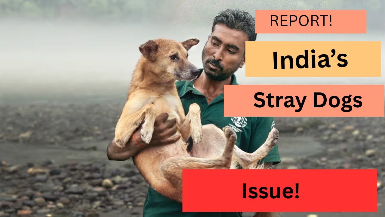 Report - India&rsquo;s Stray Dogs Situation! 