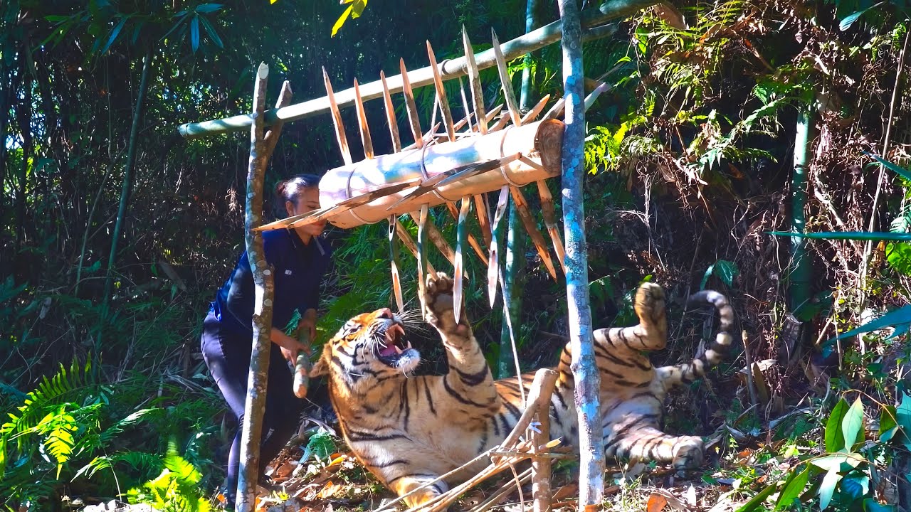 100Hours of Survival : A Large Spiked Trap to Counterattack the Tiger