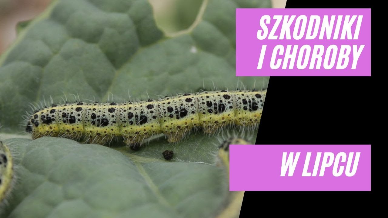 Szkodniki i choroby w lipcowym ogrodzie