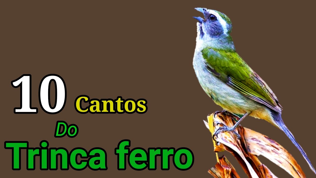 10 MELHORES CANTOS DO TRINCA FERRO NA NATUREZA