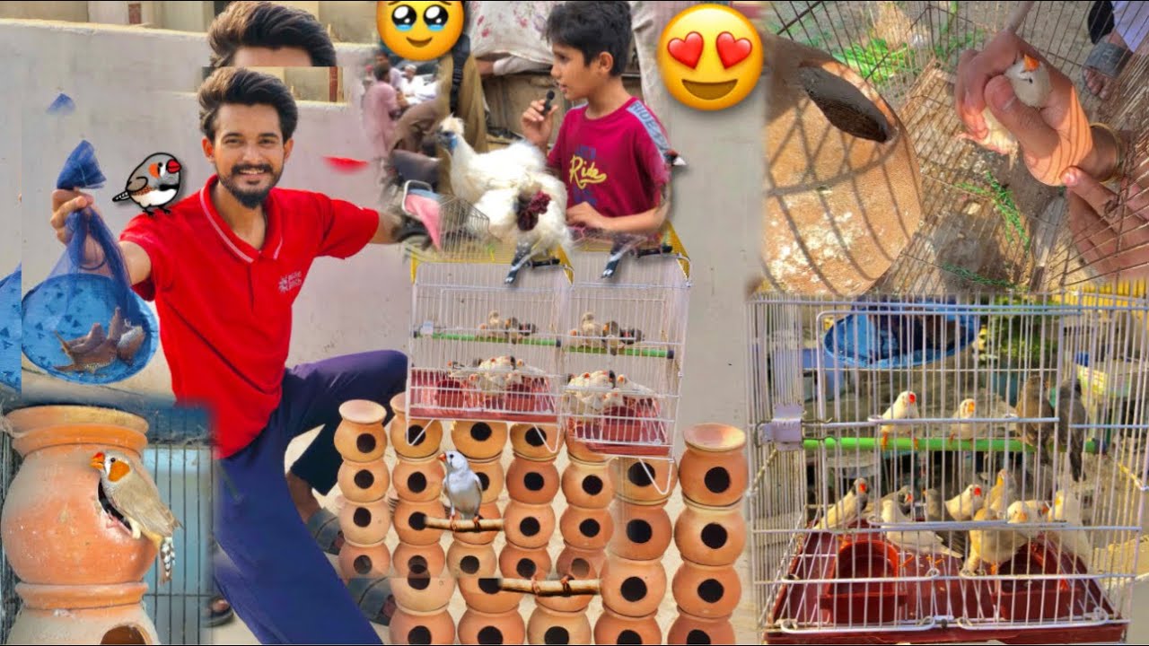 New Zebra Finches😍 Chotu Ko Pata Nh Kia Ho Gya😨
