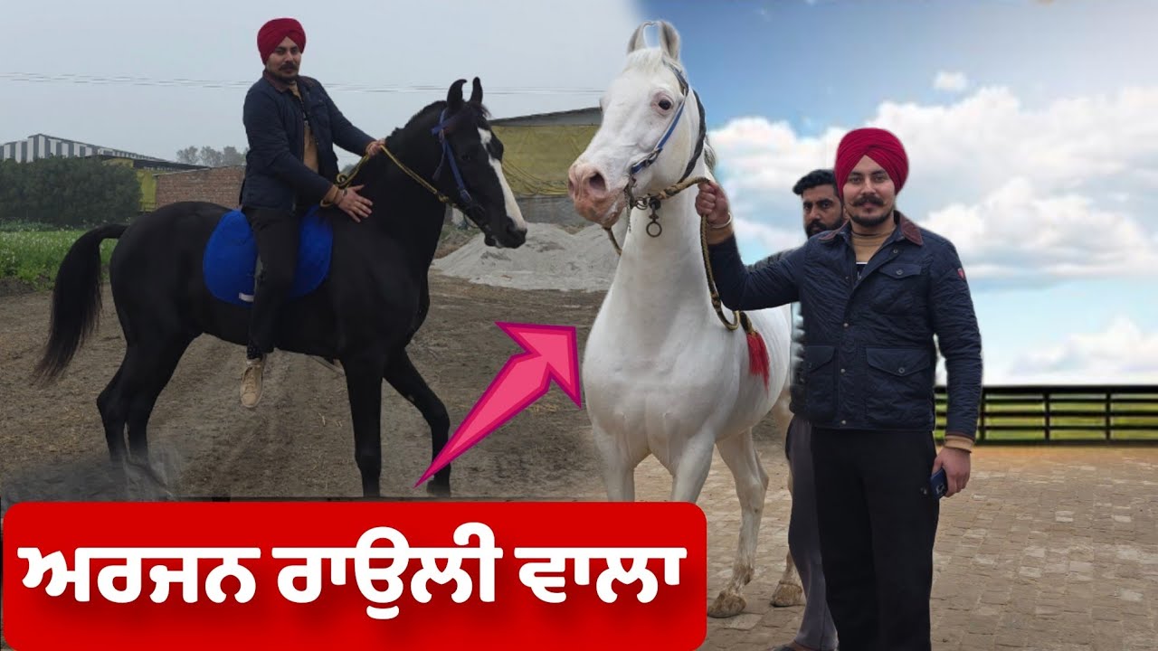 ਹਰਮਨ ਘਰਦਿਆਂ ਤੋਂ ਚੋਰੀ ਗਿਆ ਚਲਾ ਨਵਾਂ ਘੋੜਾ ਲੈਣ 😡😡 @HarmanKhosa 