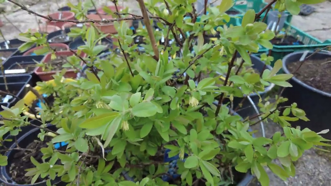Maibeeren sind jetzt voll in Blüte - Sauer macht lustig 🌻😀 // Gartenschlau.com