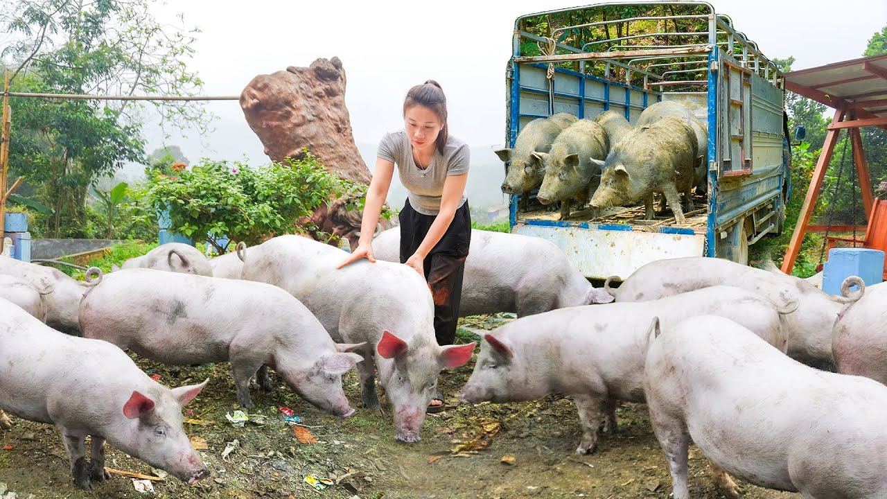 300 Days Selling Pigs 90KG Each, Buy Many Horse, Cows, Buffalo From Farmer Go To Sell At Market