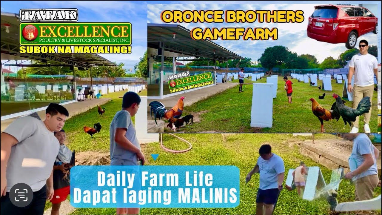 Ganap kapag asa PILIPINAS | Paano magkaron ng HENNIE | ORONCE BROTHERS GAME FARM | BAKASBAKAS GF