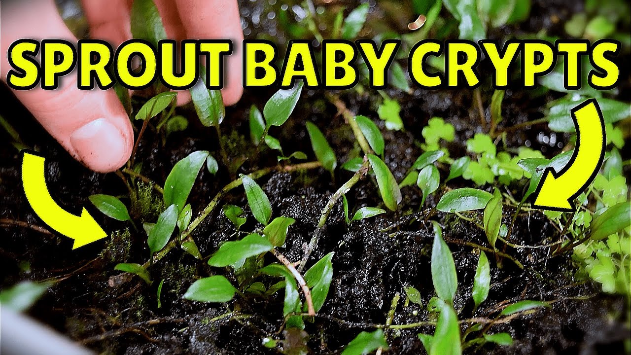 How I Create Unlimited Cryptocoryne Plants! (Best Method)