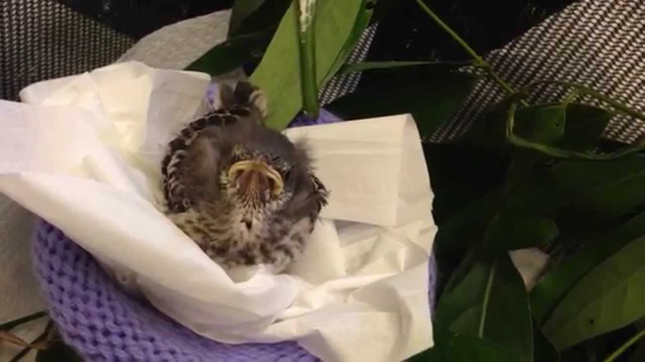 Orphaned Baby Mockingbird at Feeding Time