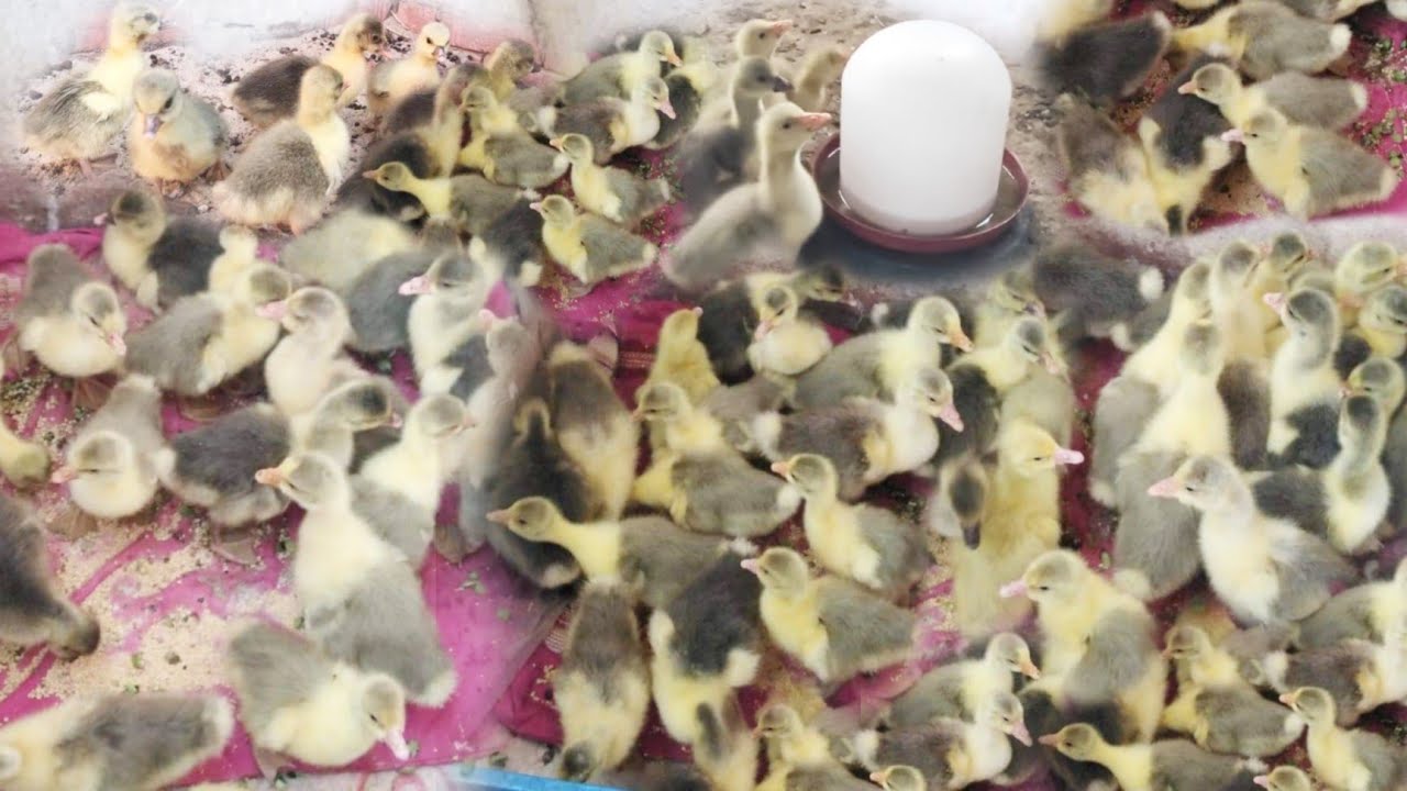 تربية الوز عمر ٥ ايام صح 😉 واهم حاجه تخلي الوزه ٦ كيلو في شهرين بس 😧 ازاي بعرف الدكر من الانثى 🤔😧